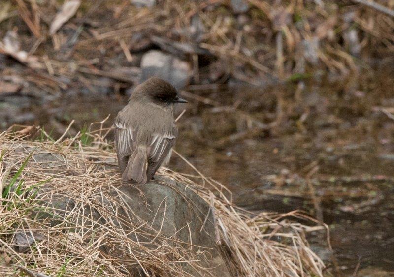 Eastern Phoebe