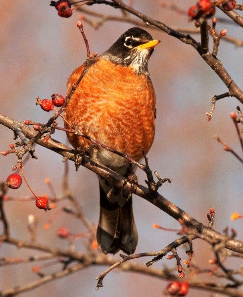 Robin in crabapple