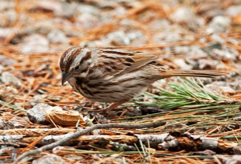 Song Sparrow