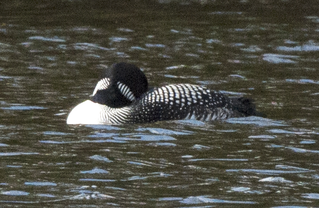 Loon sleeping