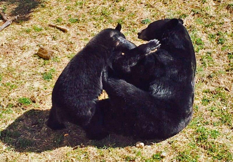 Holly and Lucky play