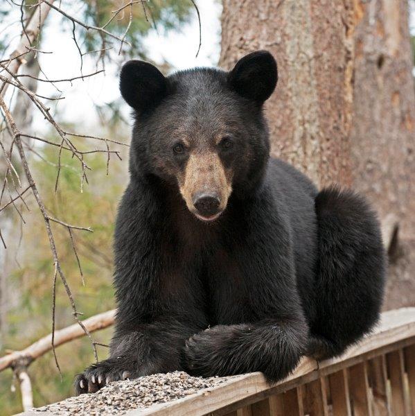 2 year old male - April 27, 2015