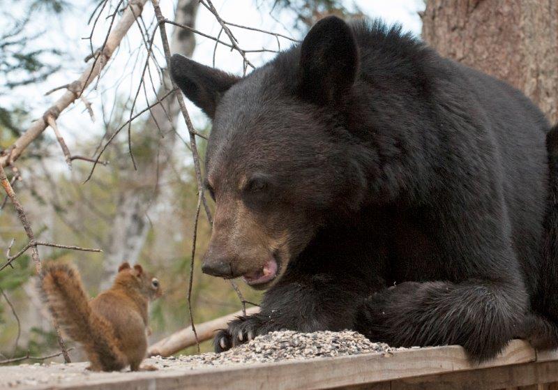 Sharing with a squirrel