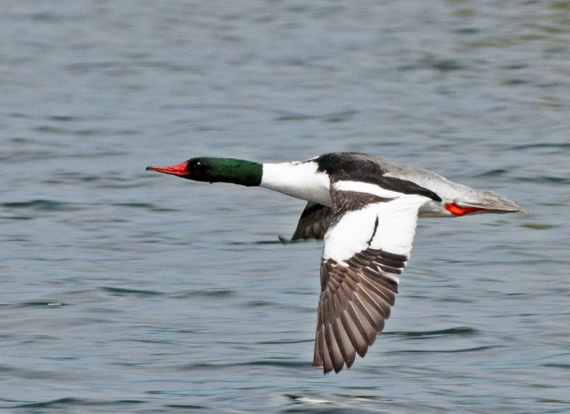 Common Merganser