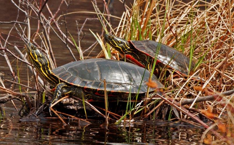 Painted Turtles