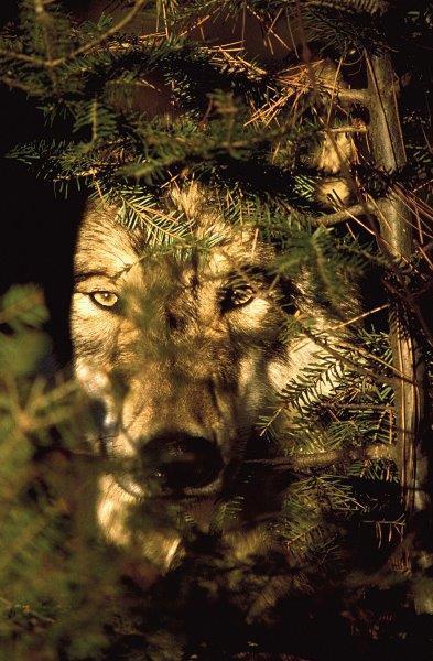Wolf - file photo