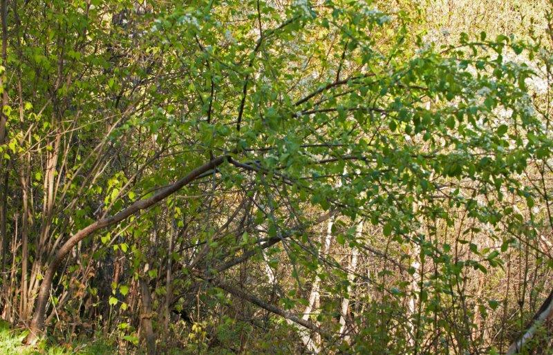 Chokecherry Veronica pulled down