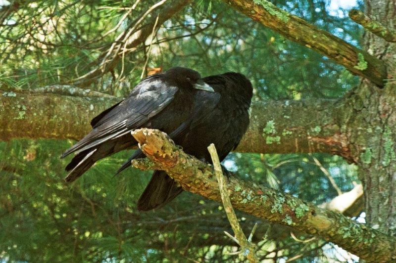 Ravens huddling