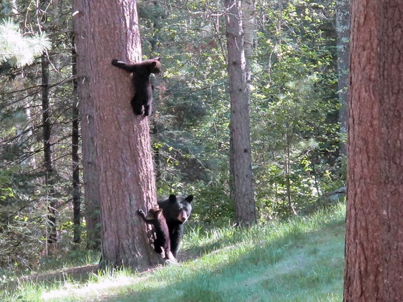 Donna and her two cubs