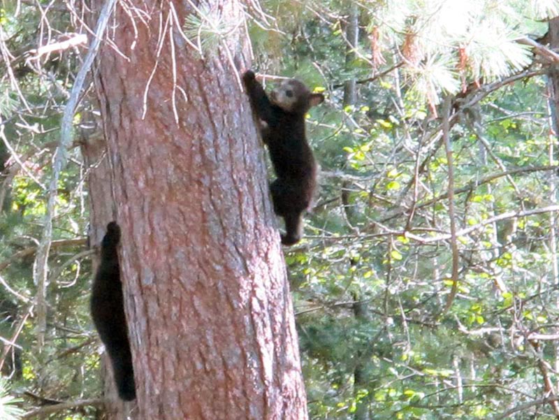 ... and her two other cubs!