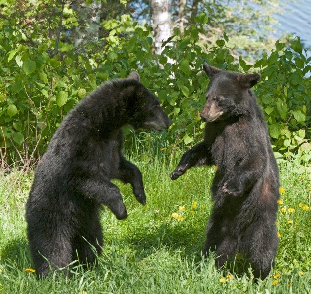 Mike and Lorie playing