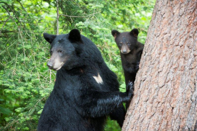 Bow and cub