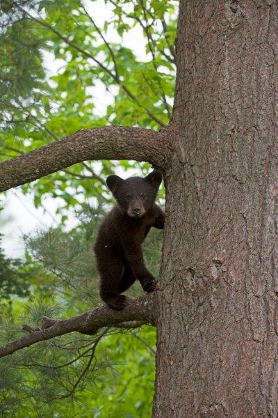 Bow's cub