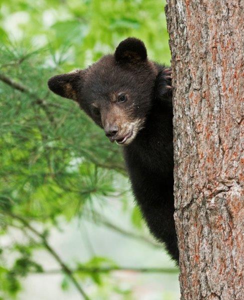 Bow's cub