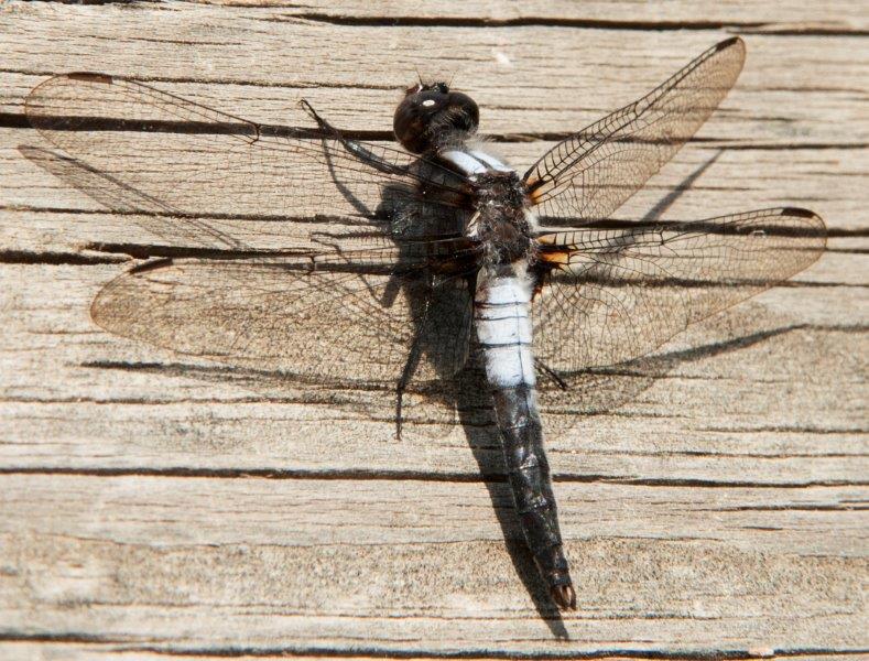 Chalk fronted Corporal Dragonfly