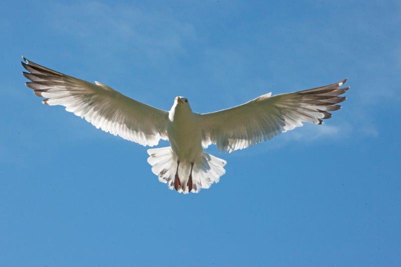 Gull flying overhead