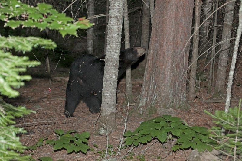 Lily looking up at cubs