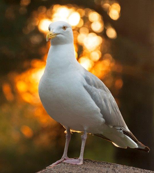 Herring Gull in evening light