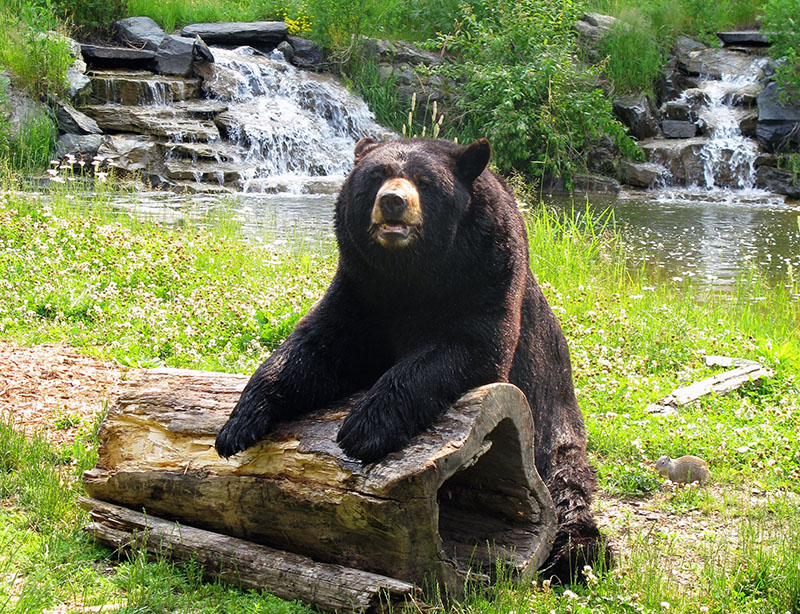 Ted on his log