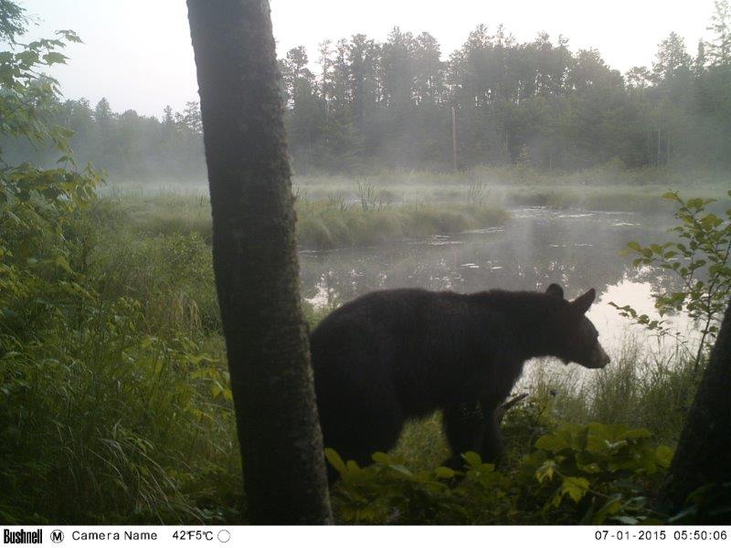 Bear in the mist