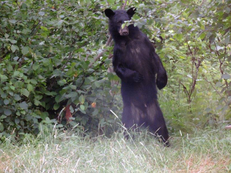 Mystery Bear