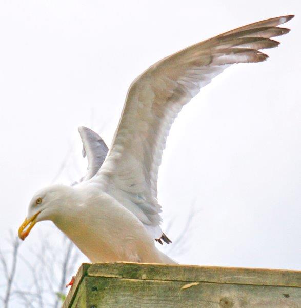 Gull
