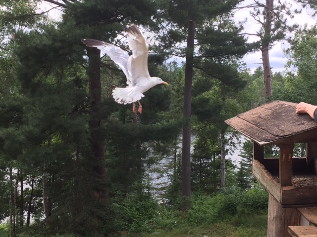 Gull