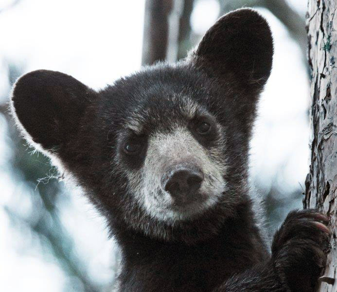 Shadow's single cub