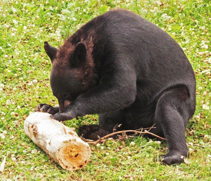 Holly with the log