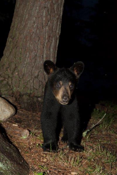 Ursulas cub