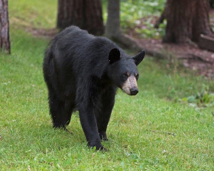 Lily the Black Bear