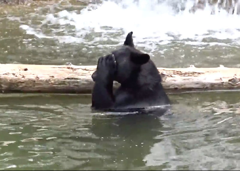 Holly in the pond