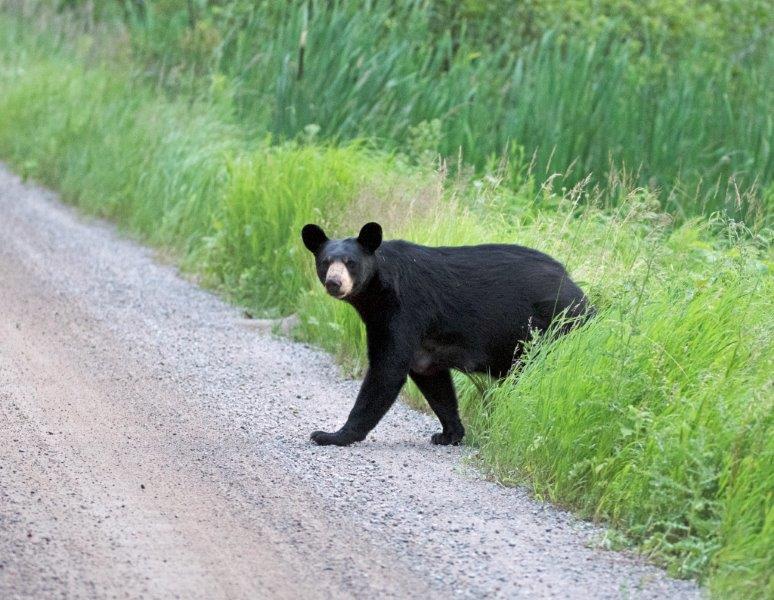 Lily the Black Bear