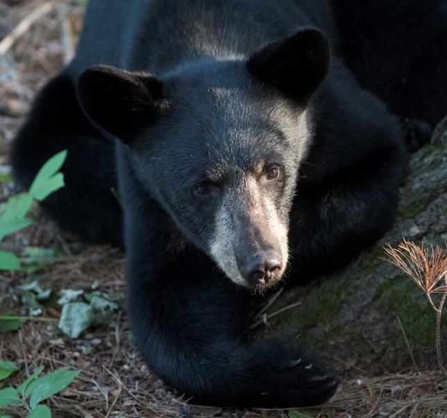 Lorie bear
