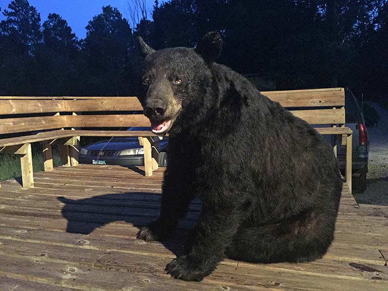 Jack the bear