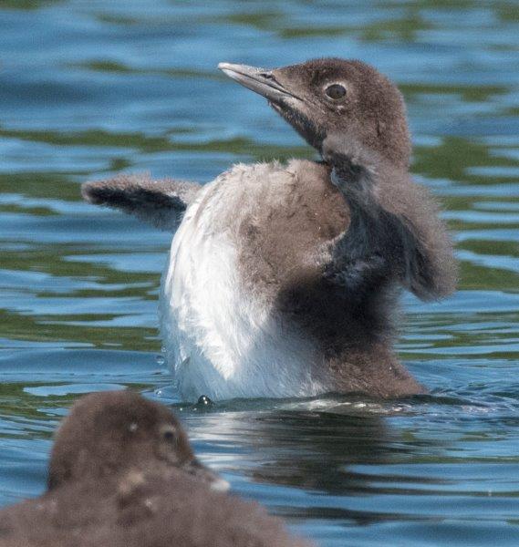 Loon chick standing