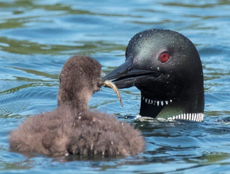 Loon feeding chick