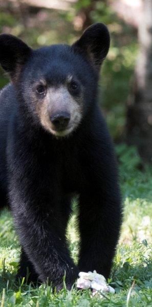 Shadow's cub