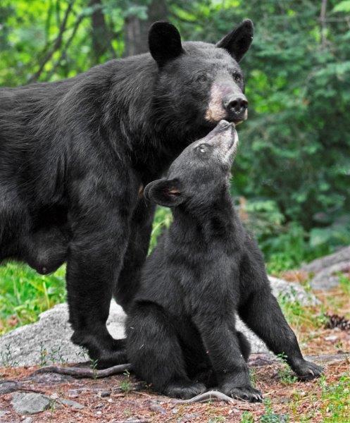 Braveheart and her cub