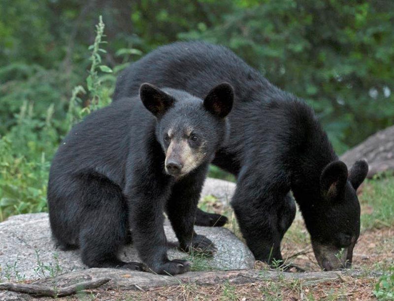 Braveheart's cubs