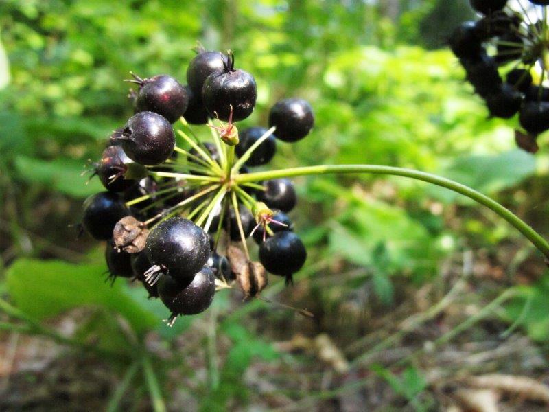 Wild Sarsaparilla berries