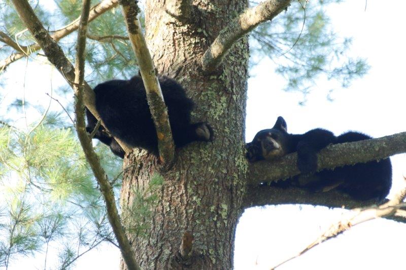 Ursula's cubs