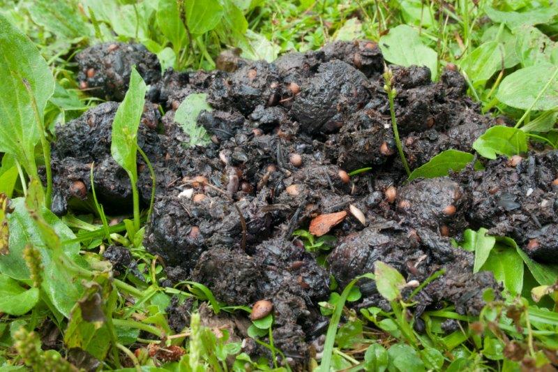 Pincherry scat