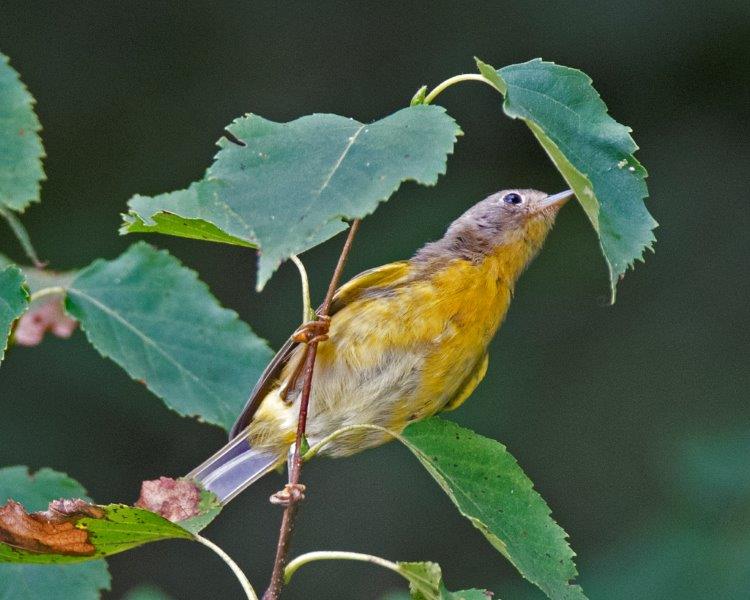 Nashville warbler