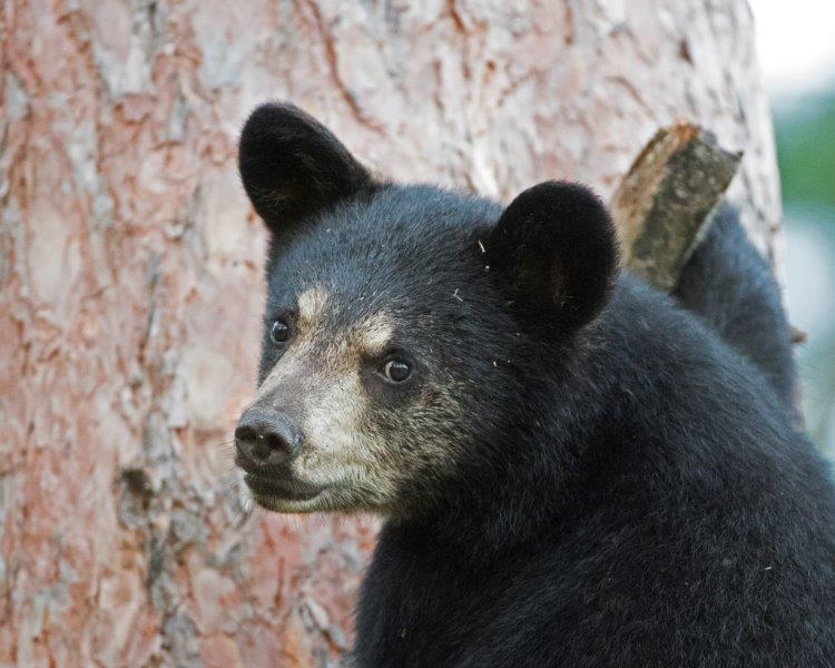 Donna's cub