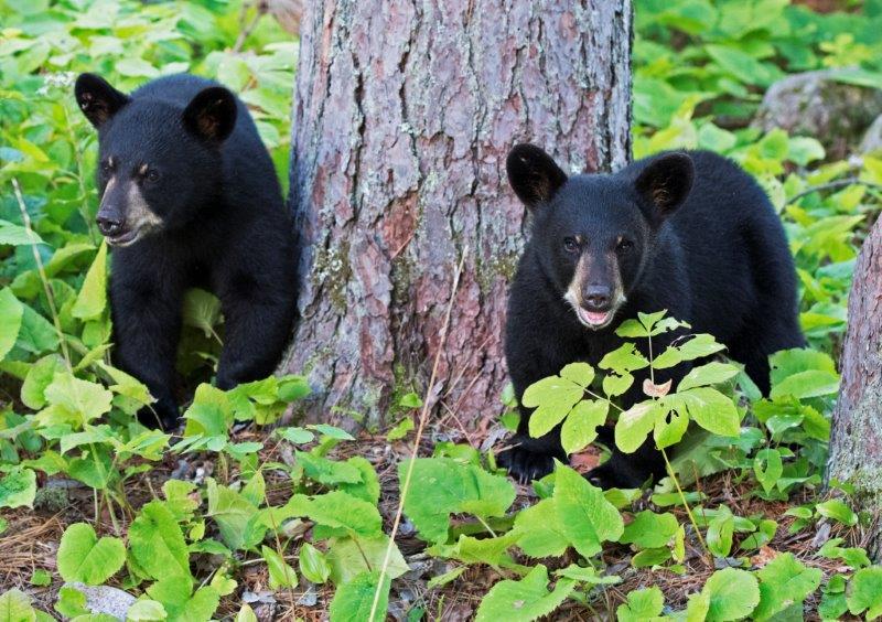 Faith's two male cubs - 08/10/15