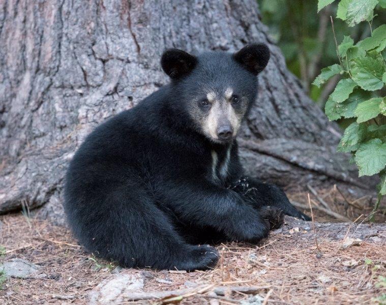 Donna's cub