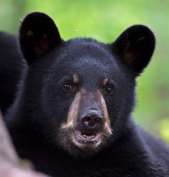 Faith's cub
