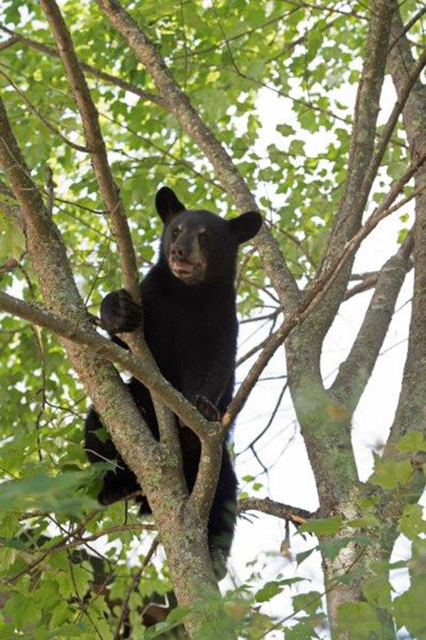 Porter up a tree