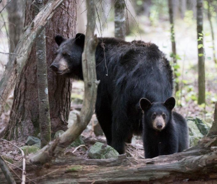 Shadow and her cub